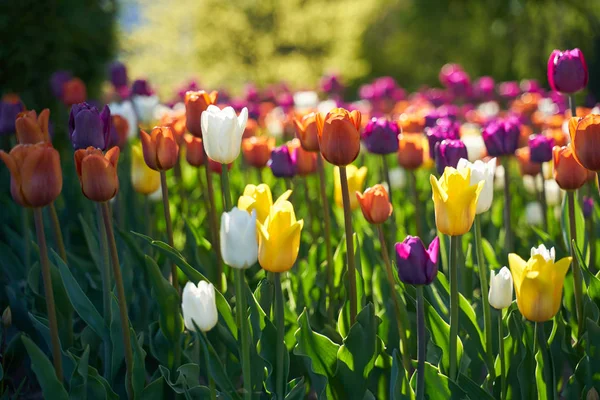 Vue sur le terrain de fleurs fraîches de tulipes ensoleillées mixtes . — Photo