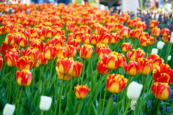 Champ de fleurs tulipes colorées dans le parc botanique — Photo