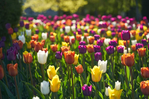 Domaine des tulipes à fleurs colorées dans le parc botanique — Photo