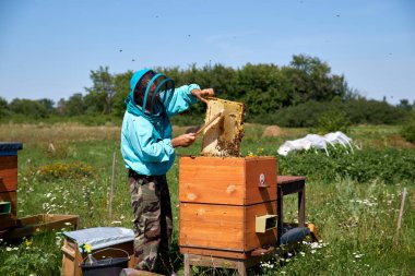 yaşlı adam arıcı petek bal toplar