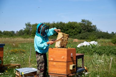 yaşlı adam arıcı petek bal toplar