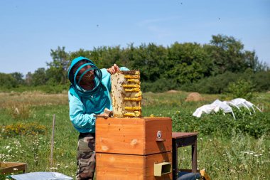 yaşlı adam arıcı petek bal toplar