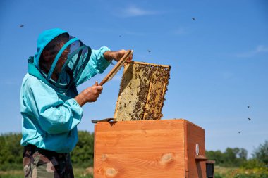 yaşlı adam arıcı petek bal toplar