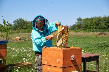 yaşlı adam arıcı petek bal toplar