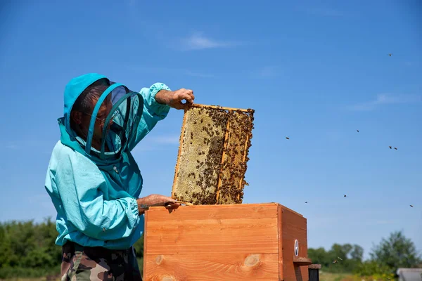 yaşlı adam arıcı petek bal toplar