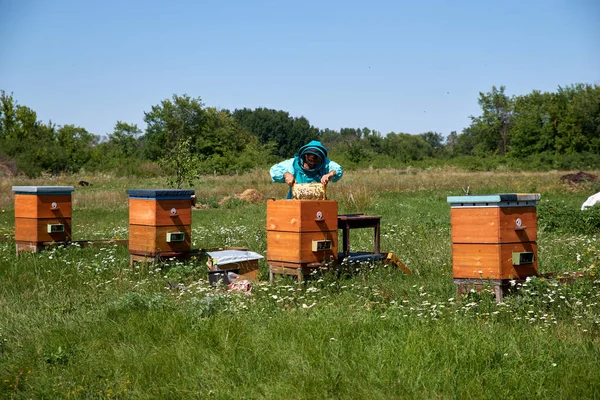 Пожилой человек пчеловод собирает мед в сотах — стоковое фото