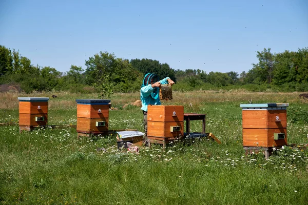 yaşlı adam arıcı petek bal toplar