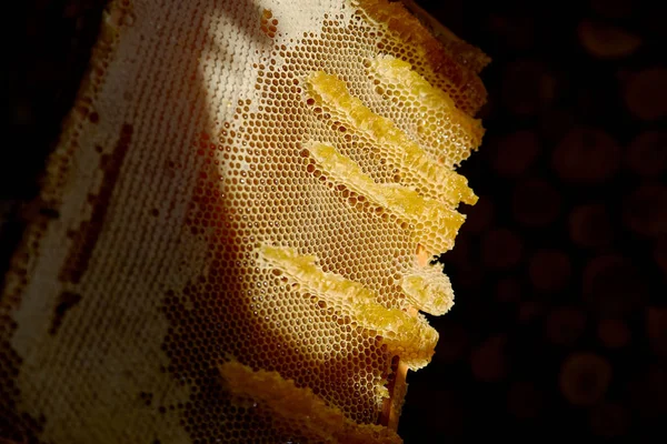 養蜂家は新鮮な甘いハニカムを収集します — ストック写真