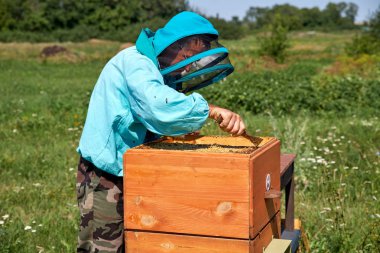 yaşlı adam arıcı petek bal toplar
