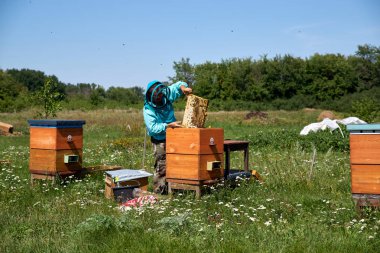 yaşlı adam arıcı petek bal toplar