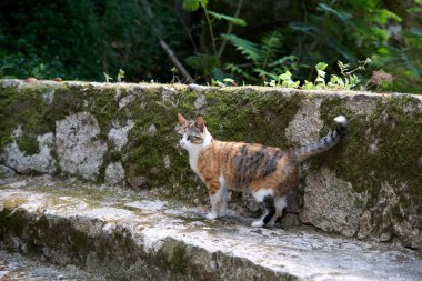 Çizgili kedi kaplı kayalık yolda ormanda yürüyor