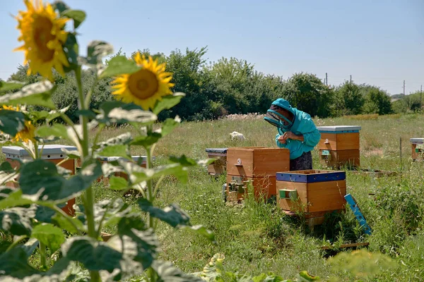 Apiarist in beschermend pak inspecteert bijenkasten. — Stockfoto