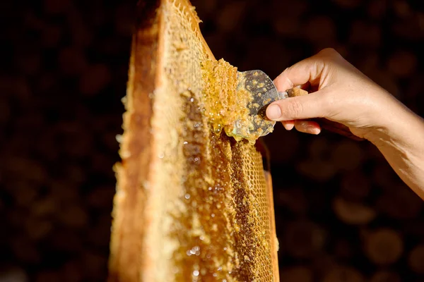 Процесс сбора свежего органического меда . — стоковое фото
