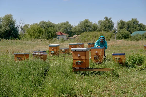 Prado de aldeia verde com casas de abelhas e apiarista . — Fotografia de Stock