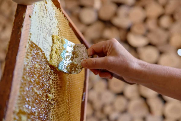 Honey being collected from honeycomb at apiary.