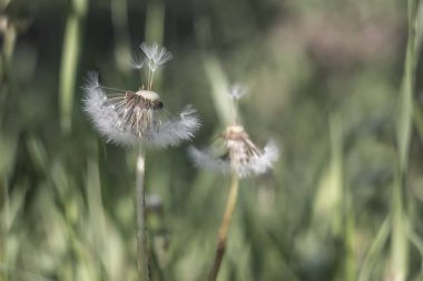 Eksik karahindiba bud. döllenme için rüzgar tarafından bırakılan tohum parçası.