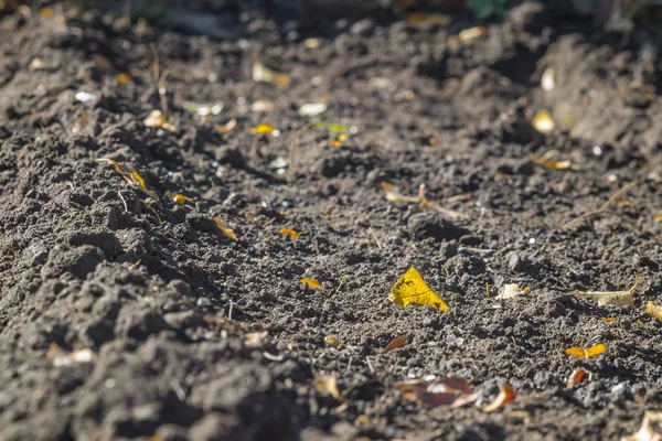 Folhas Amarelas Caídas Pedaços Solo Cinzento Solto Profundidade Campo Rasa — Fotografia de Stock