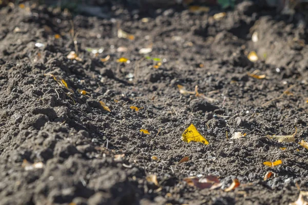 Foglie Gialle Cadute Grumi Grigio Terreno Sciolto Profondità Campo Poco — Foto Stock