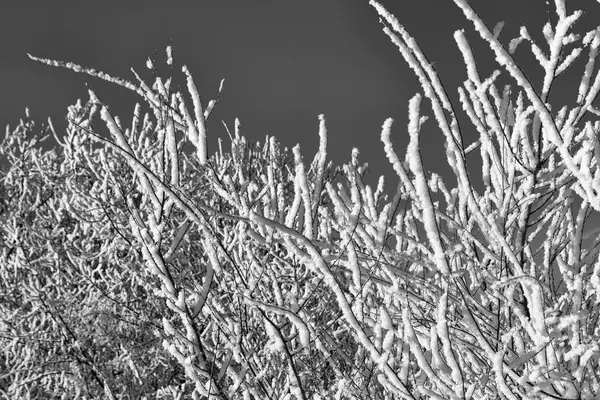 在寒冷的天气里 树在雪中的树枝对着蓝天 — 图库照片