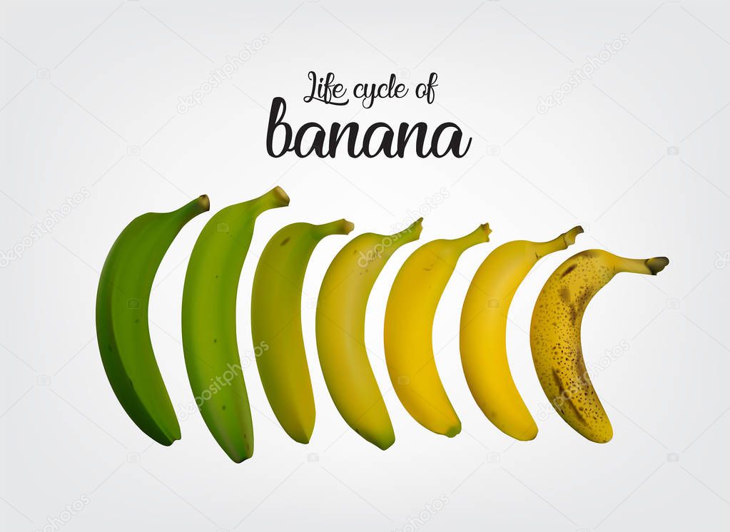 Life Cycle of Banana