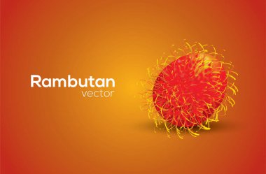 Rambutan vektör sanat, Illustrator uygulamasında çizilen.