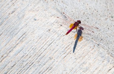 Bir kenarında oturan bir yusufçuk bir close-up.