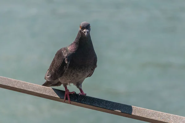 Bild Ett Pidgeon Står Ledstång — Stockfoto