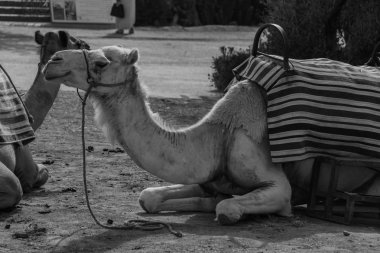 Dromedary yere dinlenme siyah beyaz resmi.