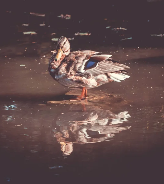 A picture of a duck in one of the ponds of the Japanese Garden (Wroclaw).