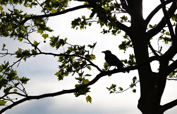 Rabe thront auf einem Baum — Stockfoto