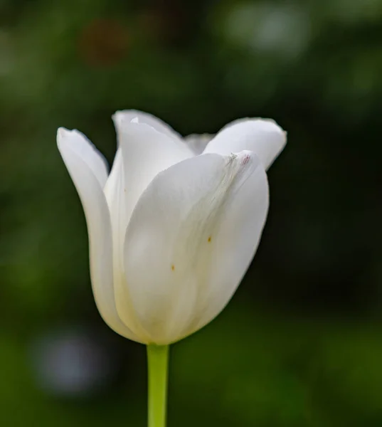 Tulip in the Volksgarten — Stock Photo, Image