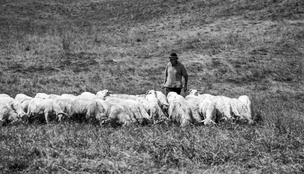 Foto Pastore Pecore Accanto Gregge Pecore Nella Valle Chocholowska Parco — Foto Stock