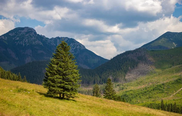 Chocholowska Vadisi 'nin (Tatra Milli Parkı) yanında bir ağaç resmi).