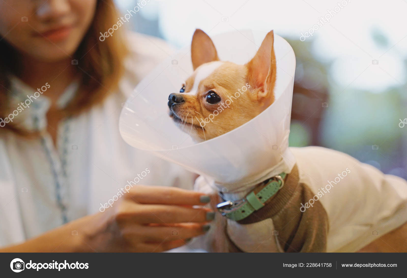 putting cone on dog