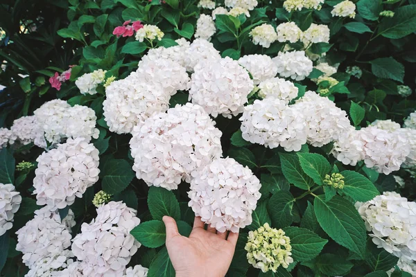Mão Segurando Bela Flor Hortênsia Jardim — Fotografia de Stock