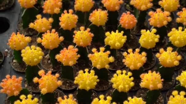 Close Uitzicht Mooie Gele Succulente Cactus Kas — Stockvideo