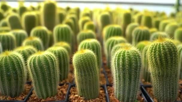 Close View Green Succulent Cactus Greenhouse — Stock Video