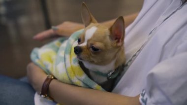 Sevimli köpek chihuahua dokunarak kadın el yakın görünümü 