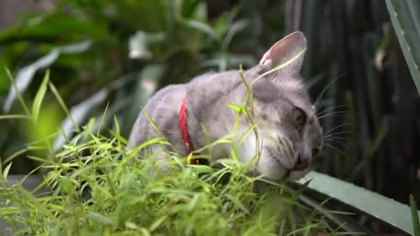 Schattig Binnenlandse Kat Eten Gras Tuin — Stockvideo