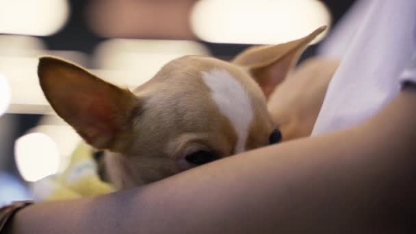 Close View Van Vrouw Hand Aanraken Schattige Hond Chihuahua — Stockvideo