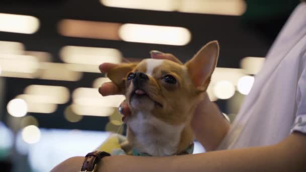 Κοντινό Θέα Της Γυναίκας Άγγιγμα Χέρι Χαριτωμένο Σκυλί Τσιουάουα — Αρχείο Βίντεο