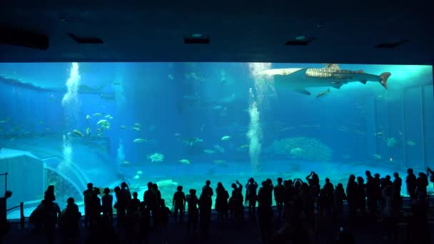 Okinawa Japan February 2019 Tourists Watching Group Exotic Fishes Famous — Stock Video