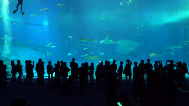 Okinawa Japan Februar 2019 Touristen Beobachten Gruppe Exotischer Fische Berühmten — Stockvideo