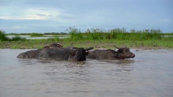 Grupo Búfalos Agua Tibia Del Lago Fauna Naturaleza Concepto — Vídeos de Stock