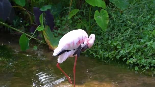 아름다운 분홍빛 플라밍고가 여름철 서식지에 — 비디오