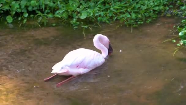 Krásný Růžový Flamingo Přírodním Prostředí Létě Slunečný Den — Stock video