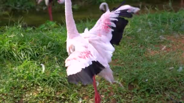 Schöne Rosa Flamingos Natürlichem Lebensraum Sonnigen Sommertagen — Stockvideo