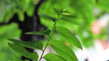 Yeşil yapraklı ağaç dalı güneş ışığında rüzgarda sallanıyor.