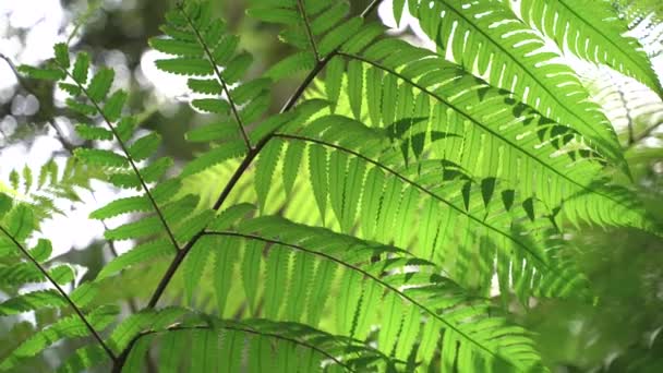 Rama Con Hojas Verdes Que Oscilan Viento Luz Del Sol — Vídeos de Stock