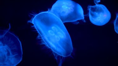 Aydınlanmış ışığı olan güzel denizanaları karanlık sularda yüzüyor. 